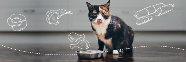 Schildpatt Katze mit Futternapf, leckt sich über die Schnauze - Fleisch enthält viele Proteine