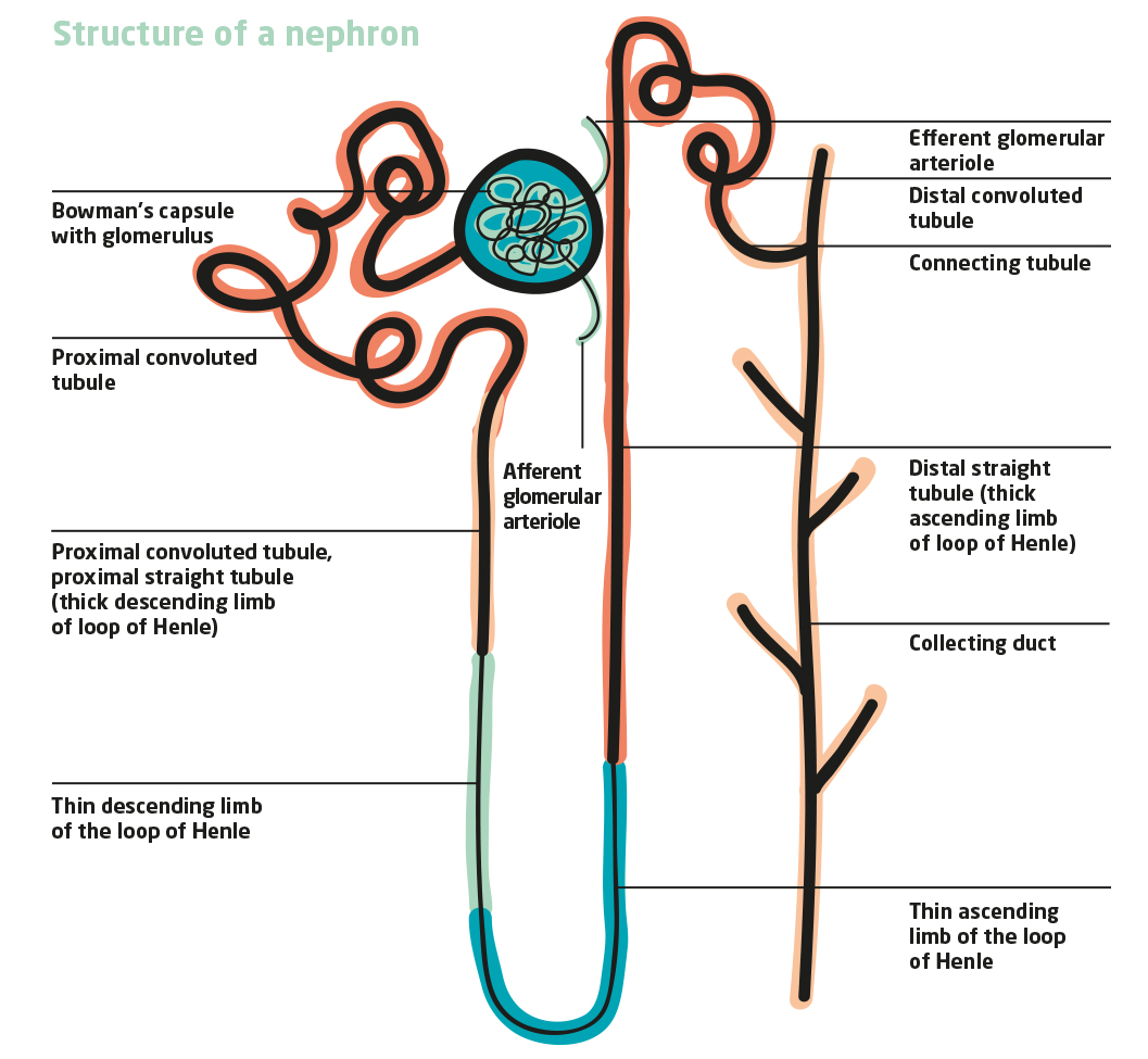Structure of a nephron