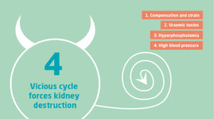 four vicious Cycles of CKD