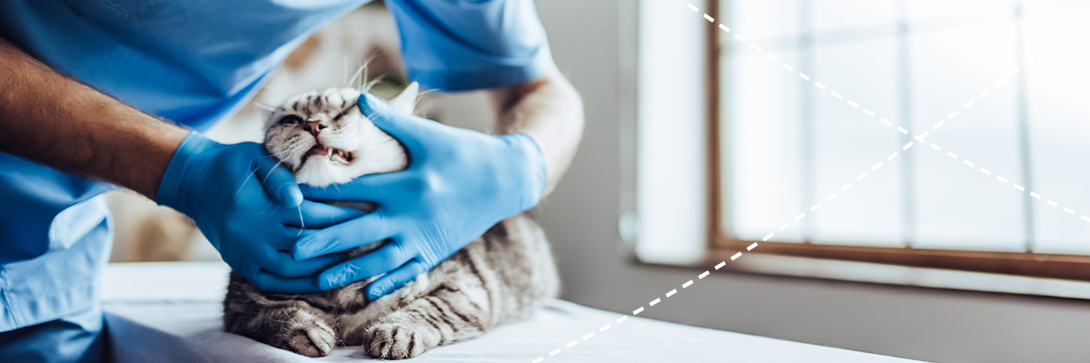 Tierarzt untersucht die Zähne einer grauen Katze
