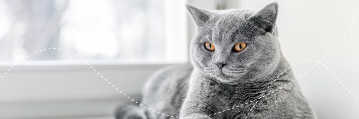 Katzen mit Chronischer Nierenerkrankung zeigen oft wenig Appetit