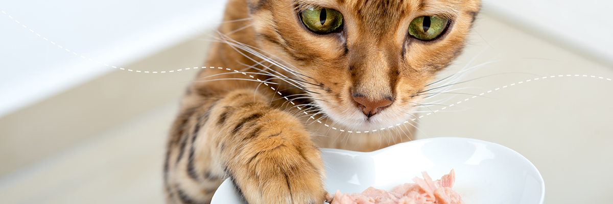 CNE-Katzen zeigten in Studien ein gestörtes Serum-Aminosäure-Profil