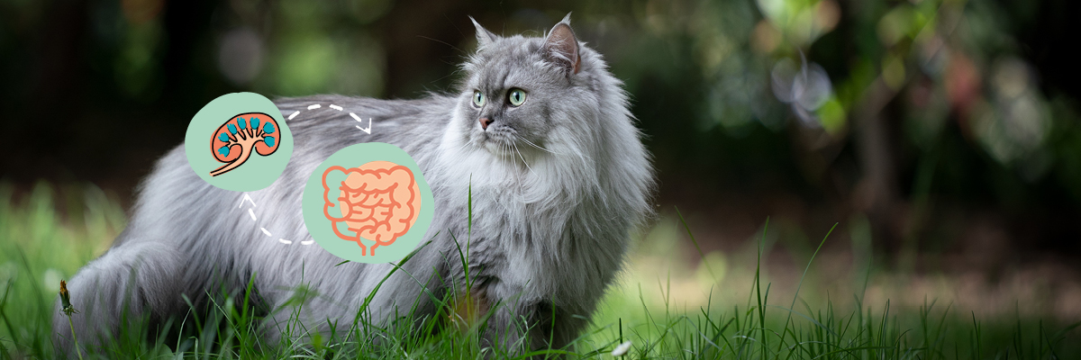 Graue Katze auf grüner Wiese mit illustrierter Darm-Nieren-Achse