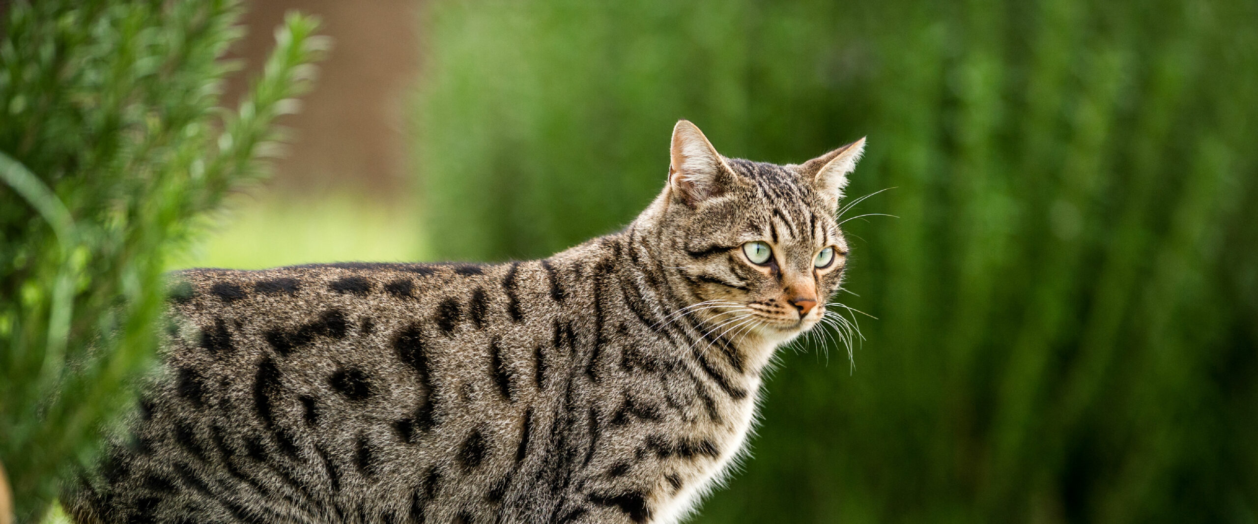 Die Symptome der Urämie können die Lebensqualität betroffener CNE-Katzen beeinträchtigen.  Behandlungstechniken zur Verlangsamung und Verhinderung der Entwicklung einer Urämie werden derzeit untersucht und sollten bei Katzen mit CNE in Betracht gezogen werden.