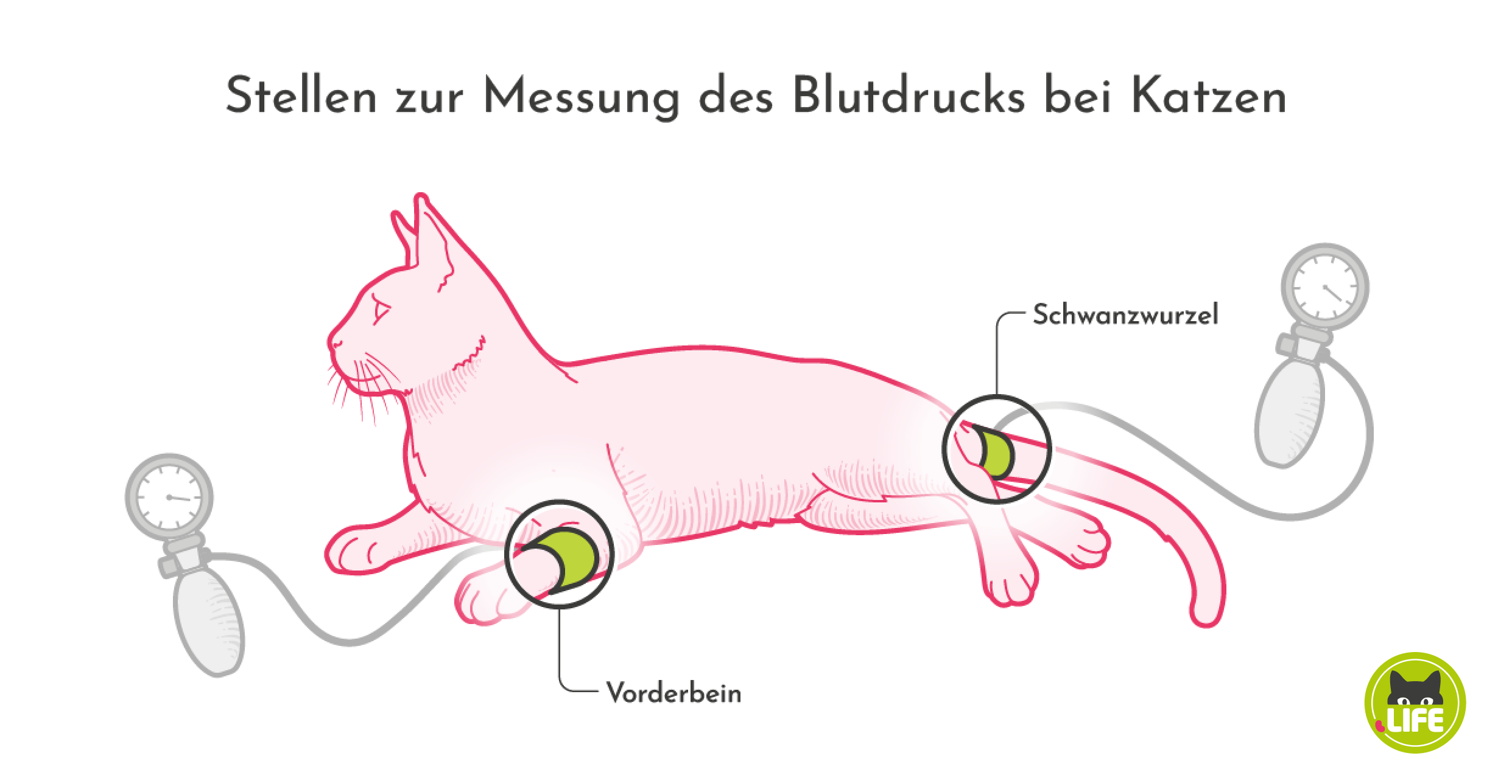 Stellen zur Messung des Blutdrucks bei Katzen.