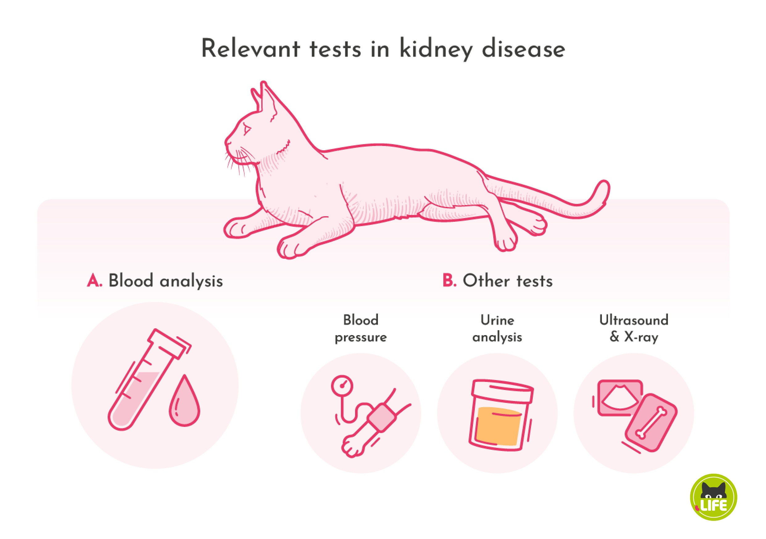 Relevant tests in kidney disease