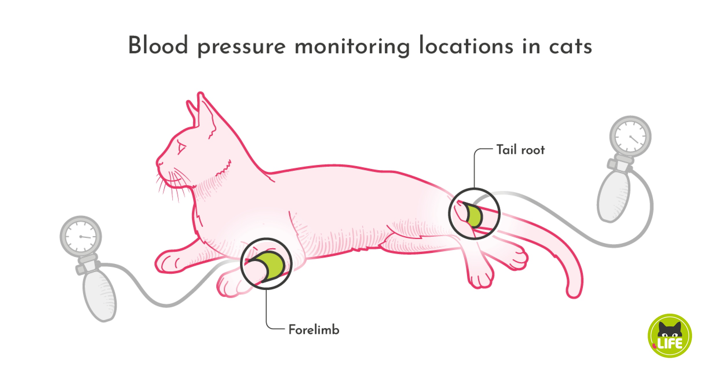 Blood pressure monitoring locations in cats.